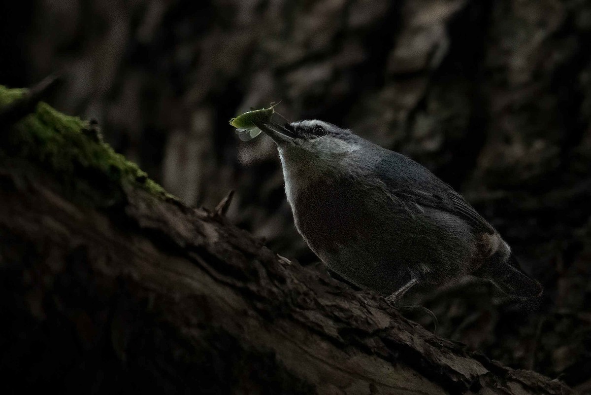 ムナオビゴジュウカラ - ML642522252