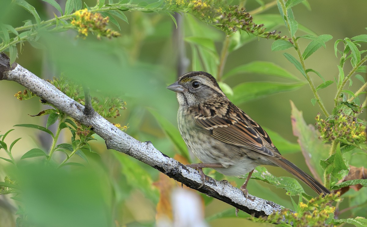 White-throated Sparrow - ML642522266