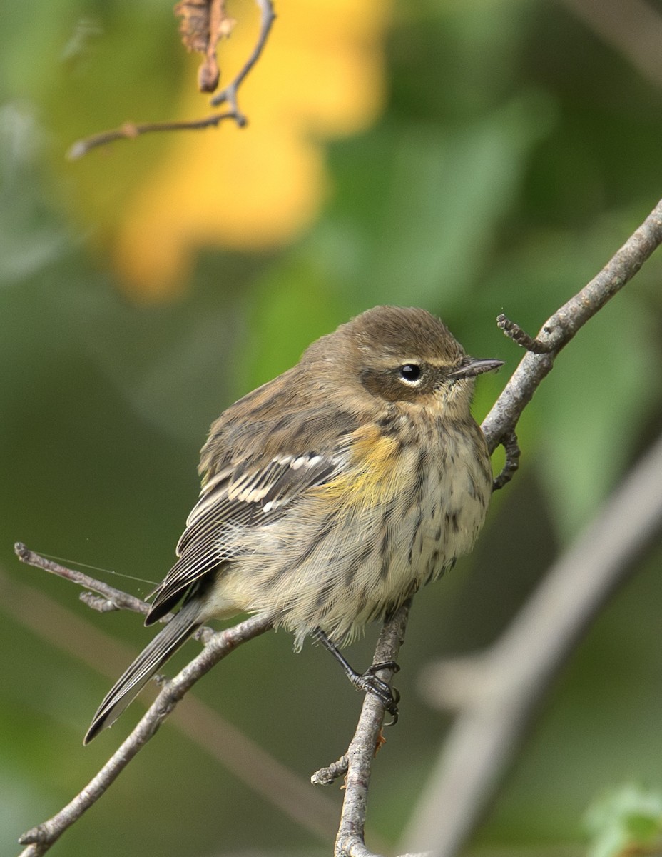 Yellow-rumped Warbler - ML642522271