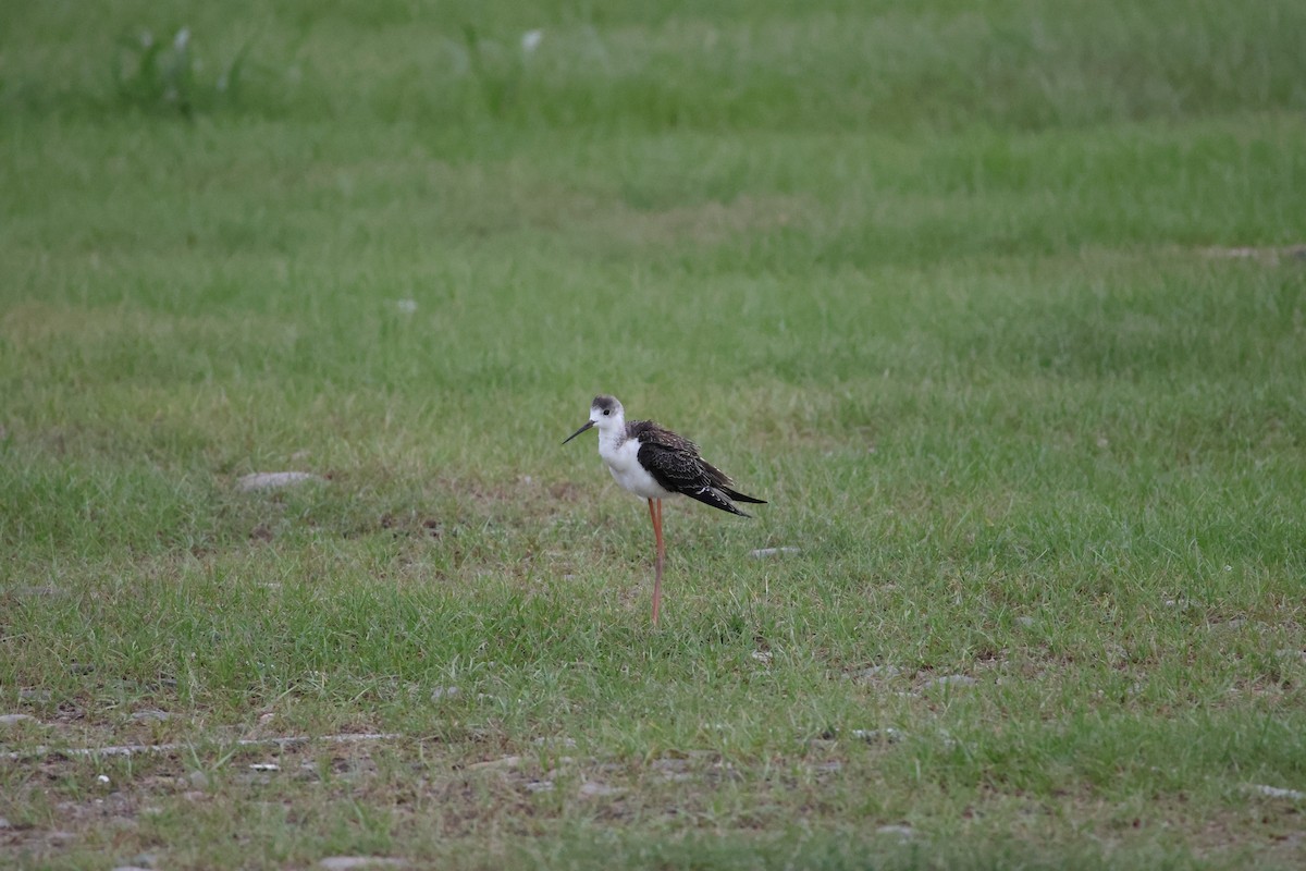 Échasse blanche - ML642522290