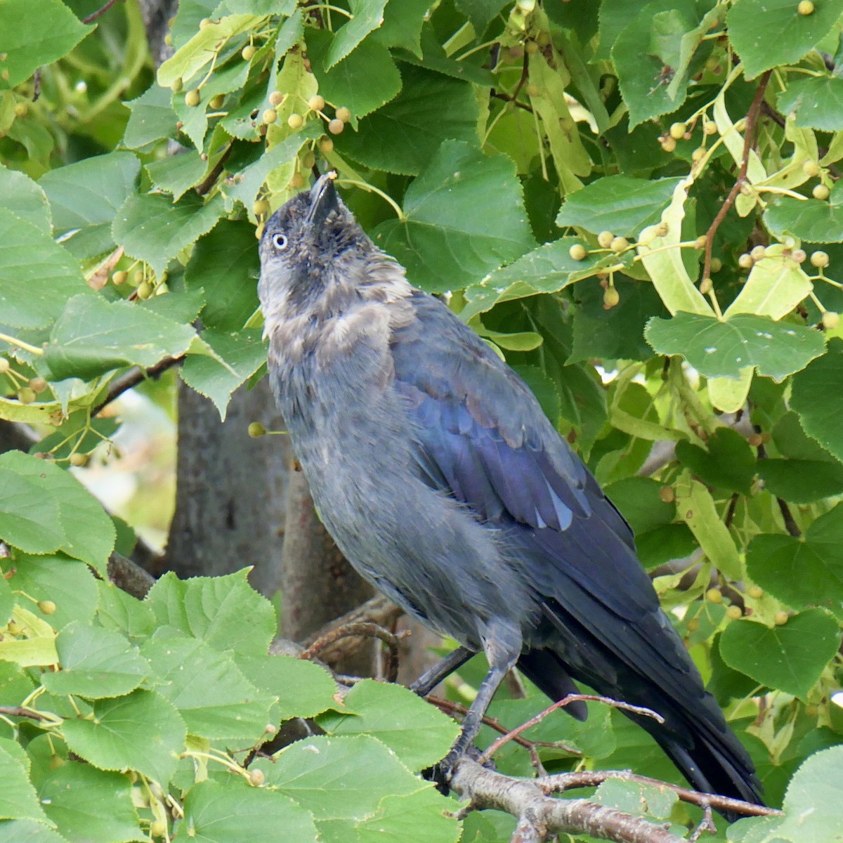 Eurasian Jackdaw - ML642522292