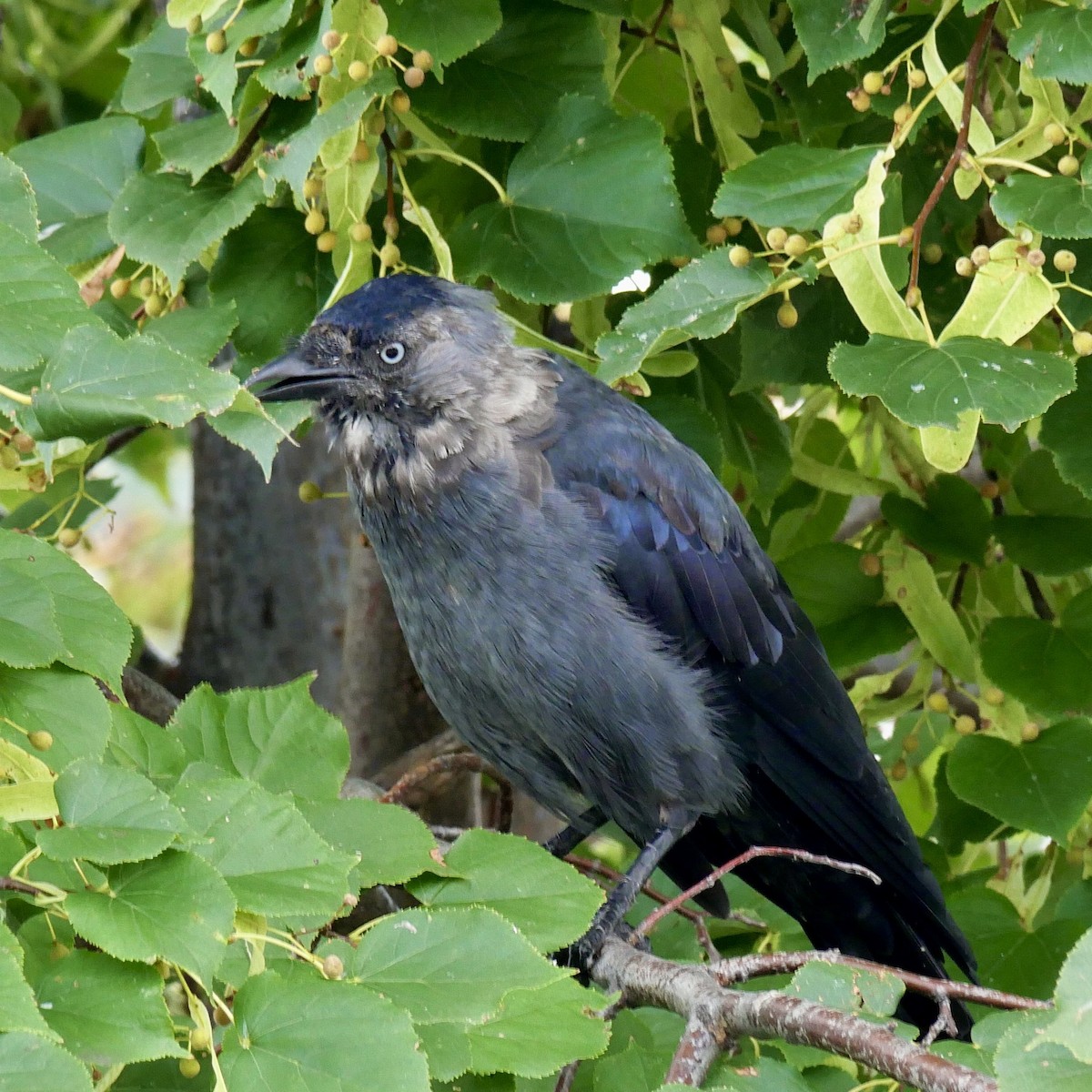 Eurasian Jackdaw - ML642522301
