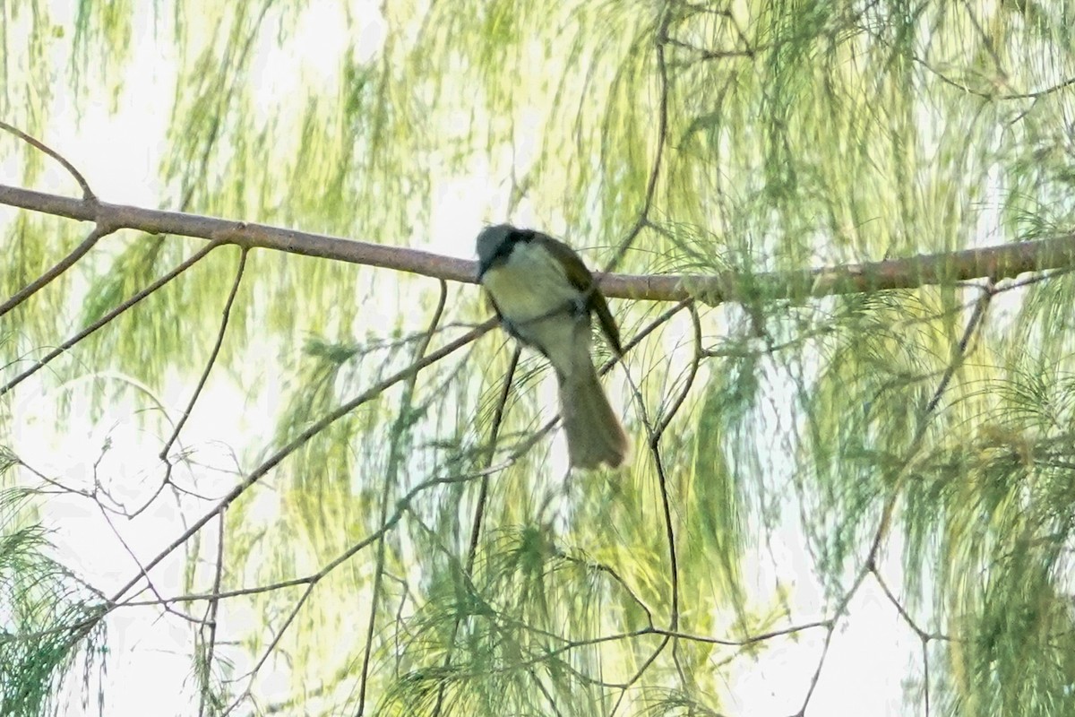 Varied Honeyeater - ML642522305