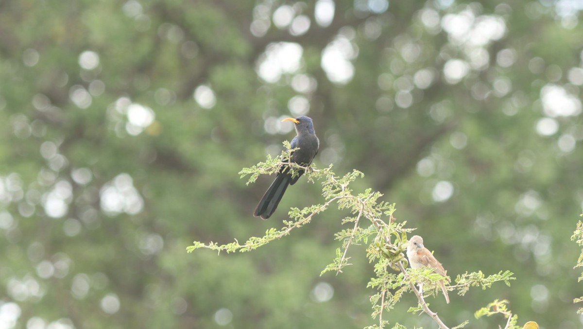 Abyssinian Scimitarbill - ML642522312