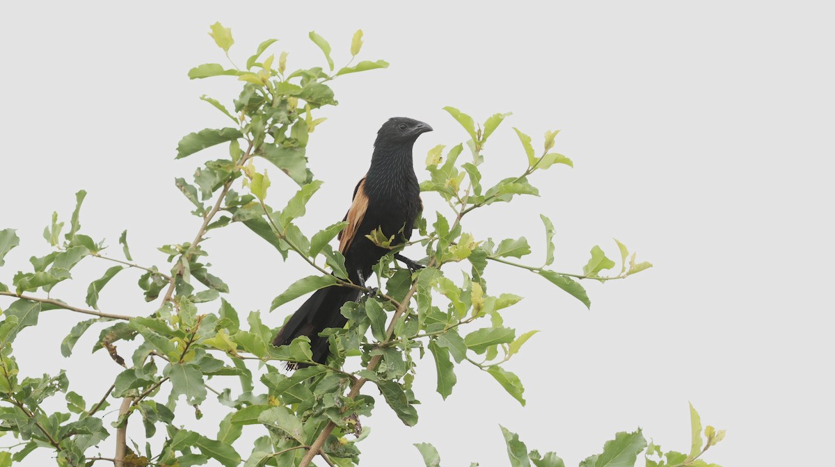 Black Coucal - ML642522346