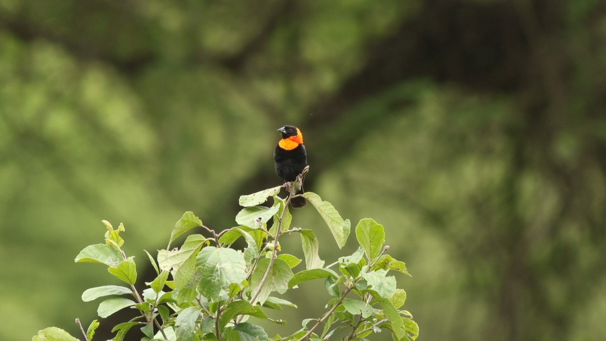Black Bishop - ML642522354