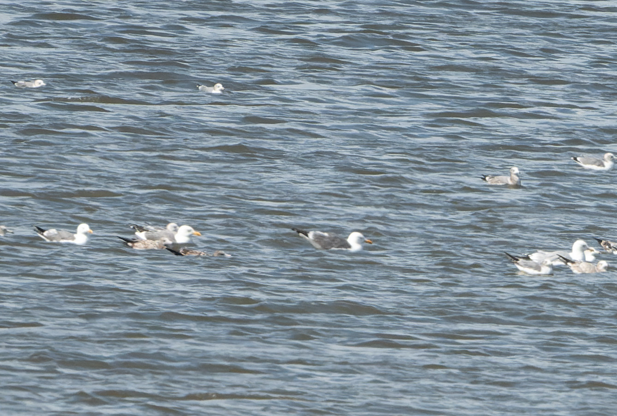 Kaio kamtxatkarra - ML642522355