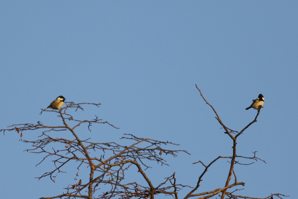 Coal Tit - ML642522361