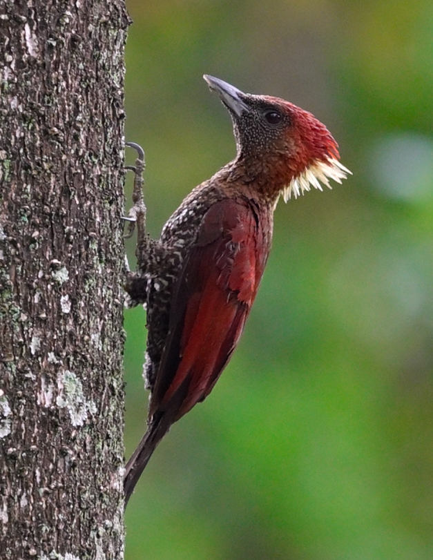 Banded Woodpecker - ML642522367