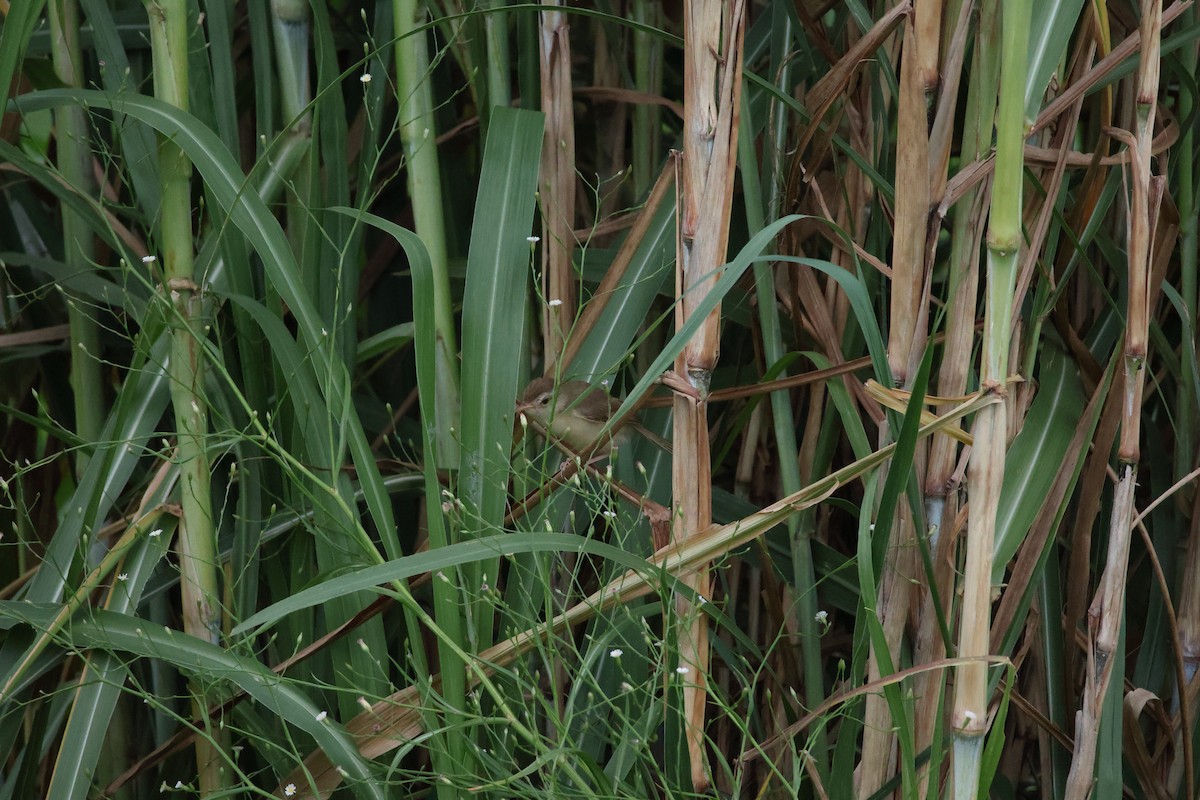 Prinia simple - ML642522368