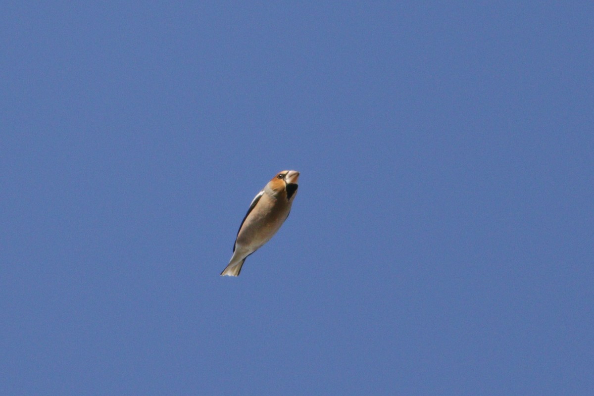 Hawfinch - ML642522369
