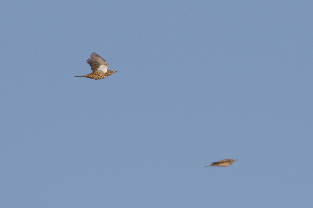 Mistle Thrush - ML642522371