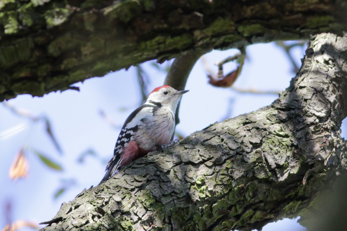 Middle Spotted Woodpecker - ML642522375