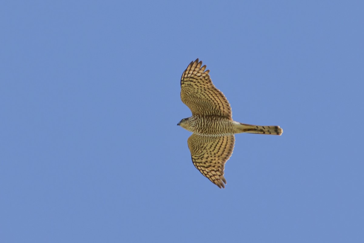 Eurasian Sparrowhawk - ML642522376