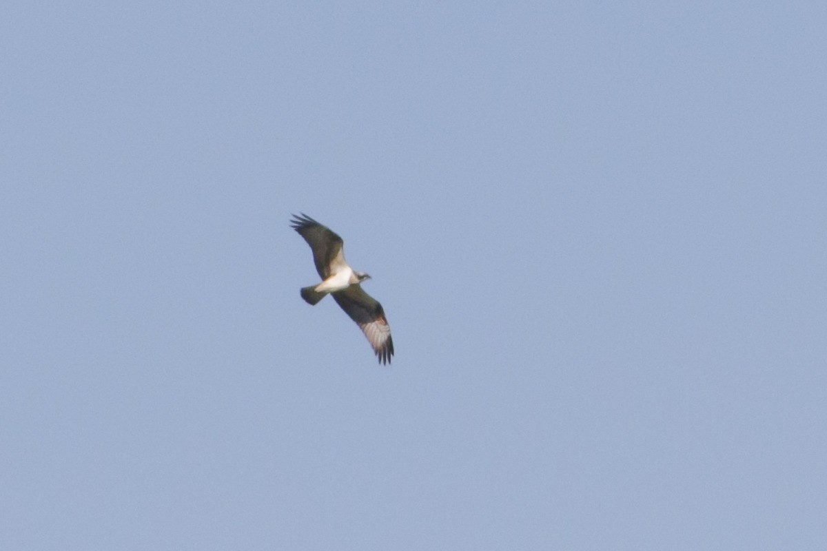 Osprey - ML642522382
