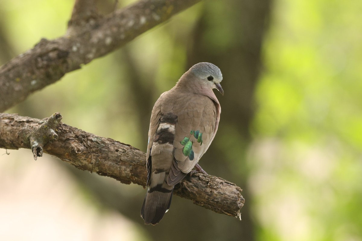 Emerald-spotted Wood-Dove - ML642522392