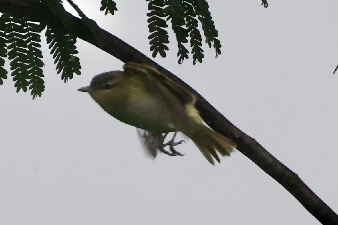 Yucatan Vireo - ML642522393