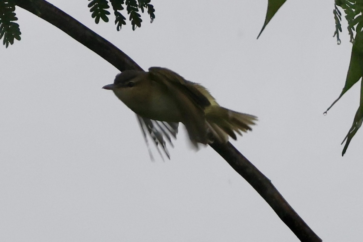 Yucatan Vireo - ML642522394