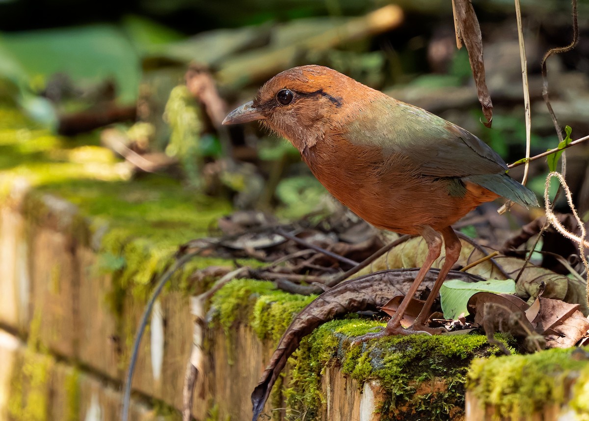 Rusty-naped Pitta - ML642522406