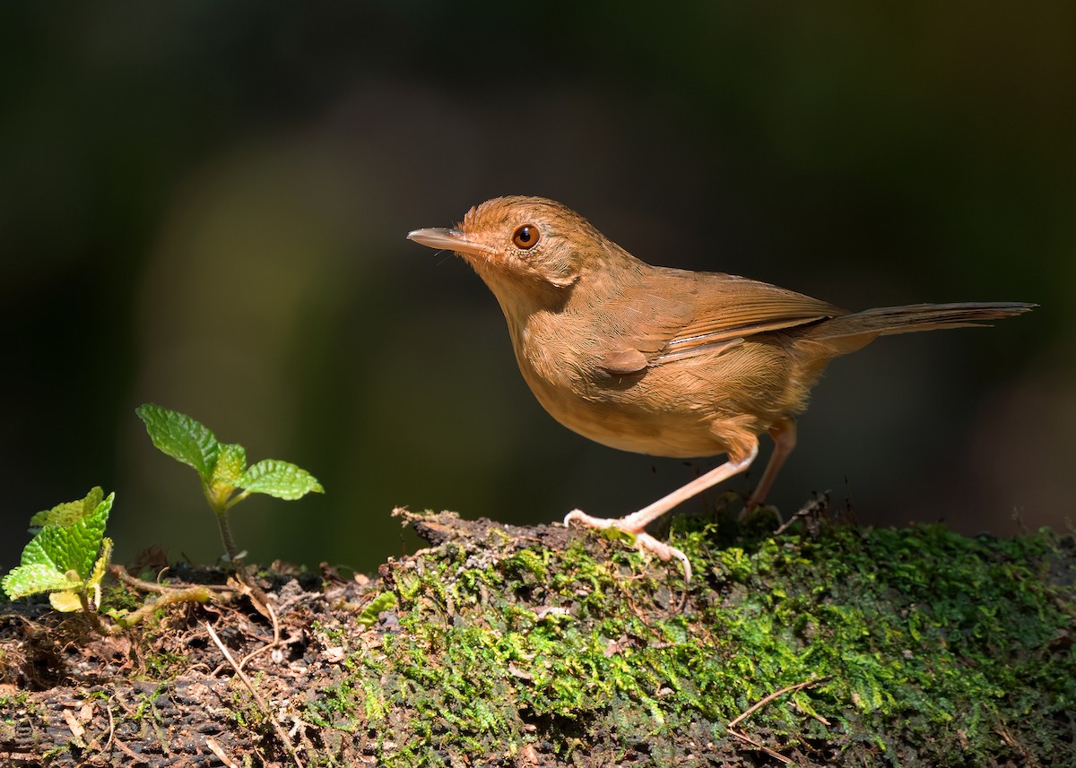 Buff-breasted Babbler - ML642522408