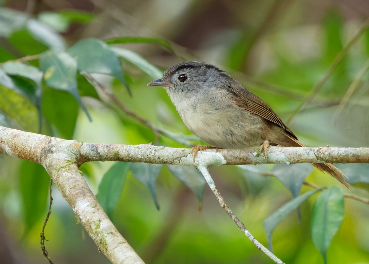 Mountain Fulvetta - ML642522412