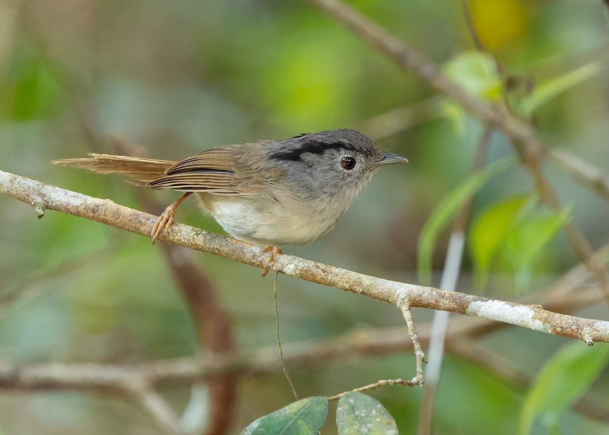 Mountain Fulvetta - ML642522413