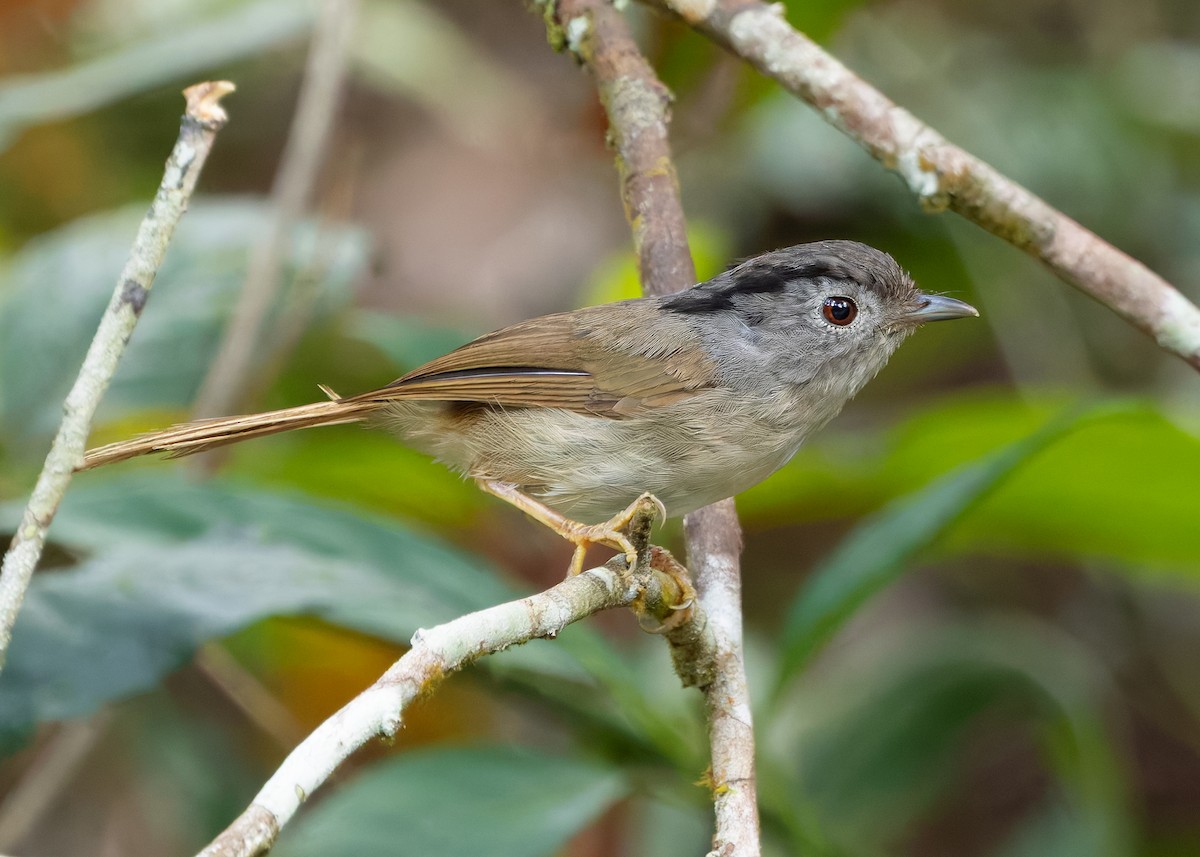 Mountain Fulvetta - ML642522414