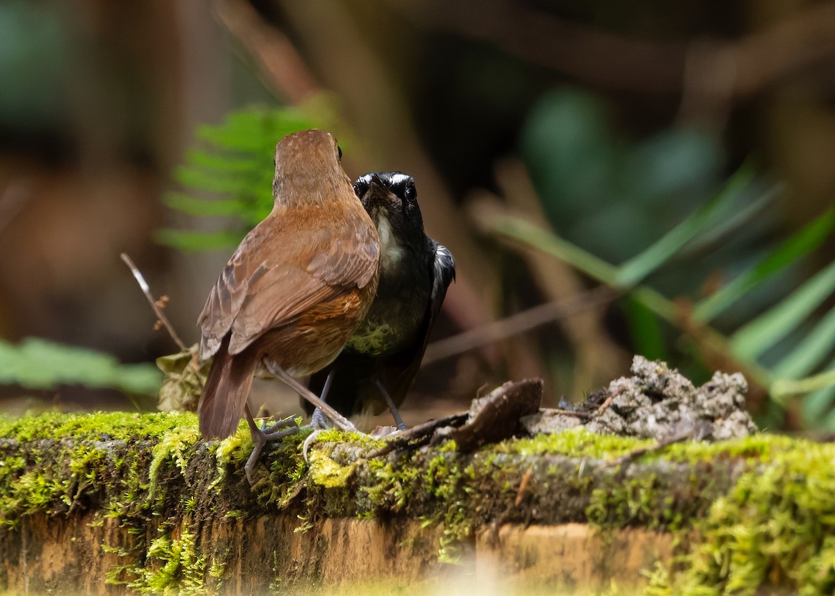 Lesser Shortwing - ML642522421