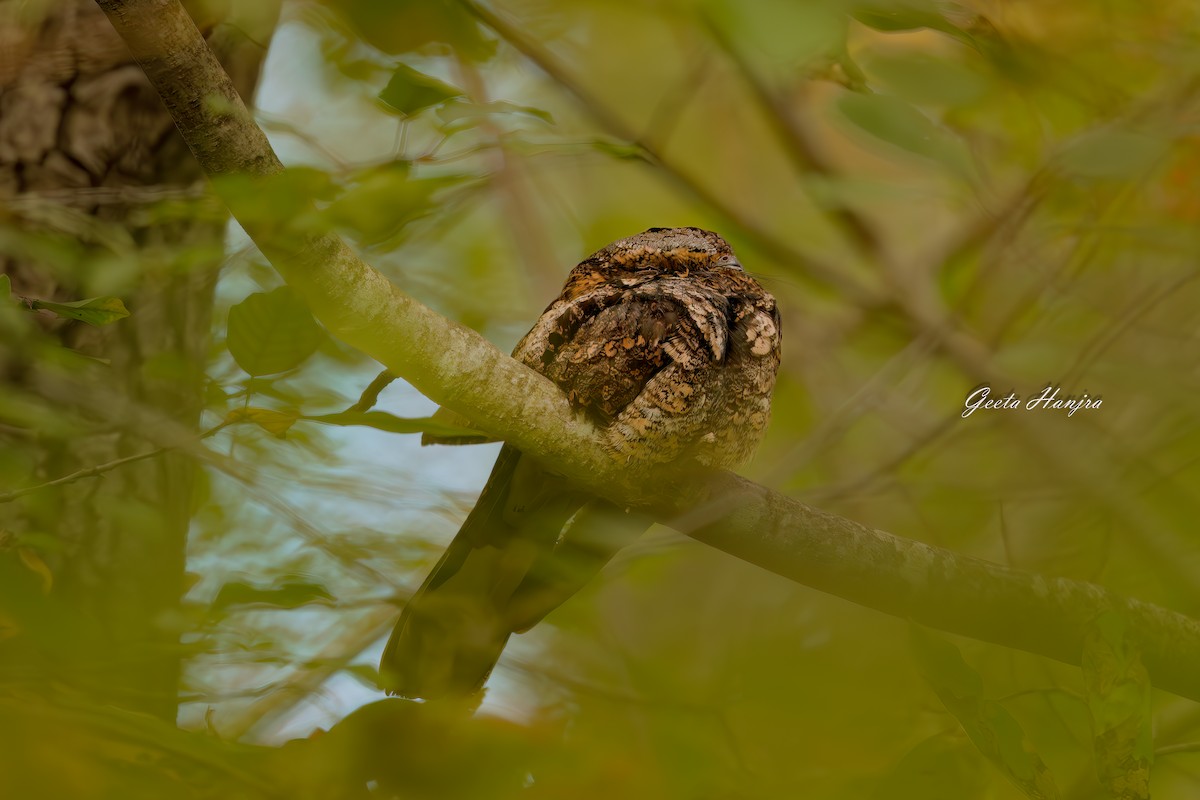 lelek křiklavý - ML642522424