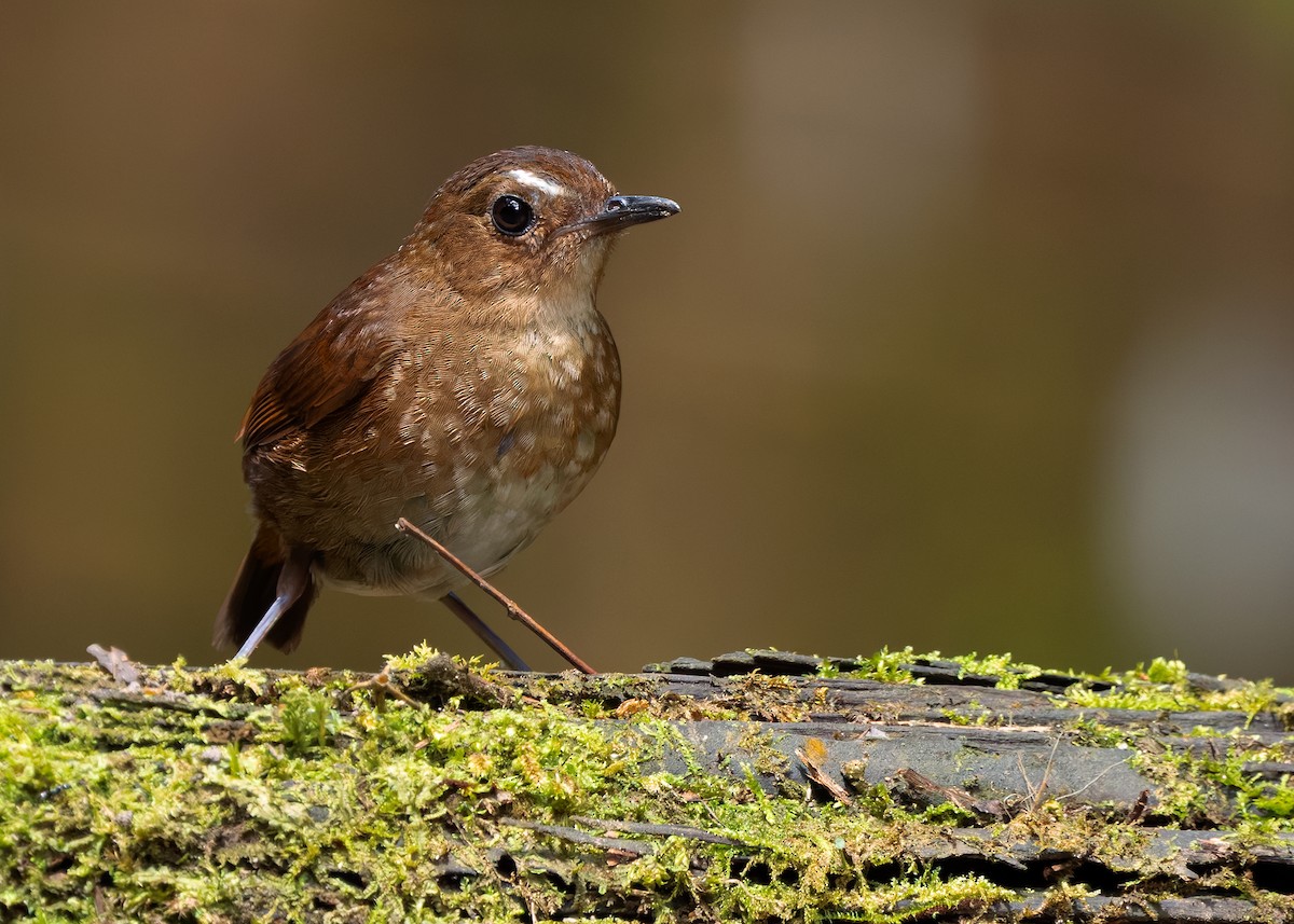 Lesser Shortwing - ML642522425