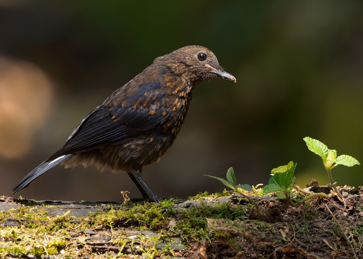 White-tailed Robin - ML642522427