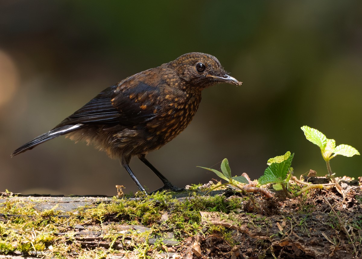 White-tailed Robin - ML642522428