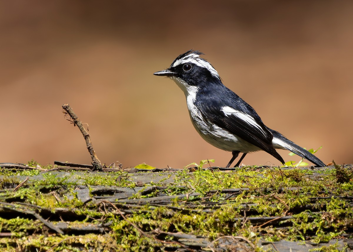 Little Pied Flycatcher - ML642522432