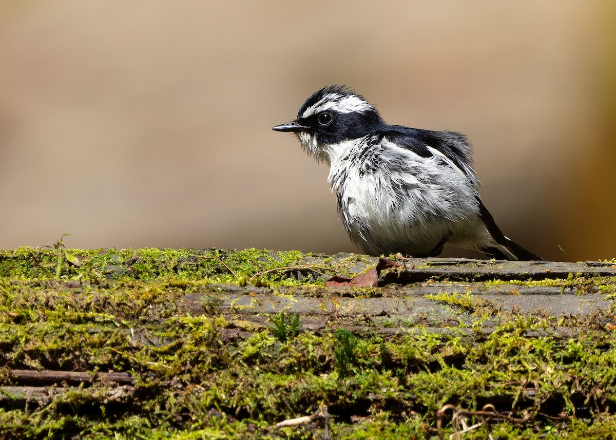Little Pied Flycatcher - ML642522433