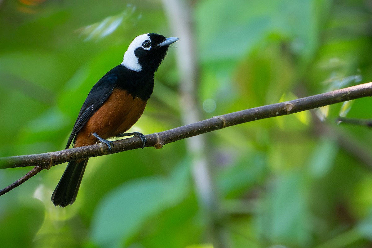 White-capped Monarch - ML642522434