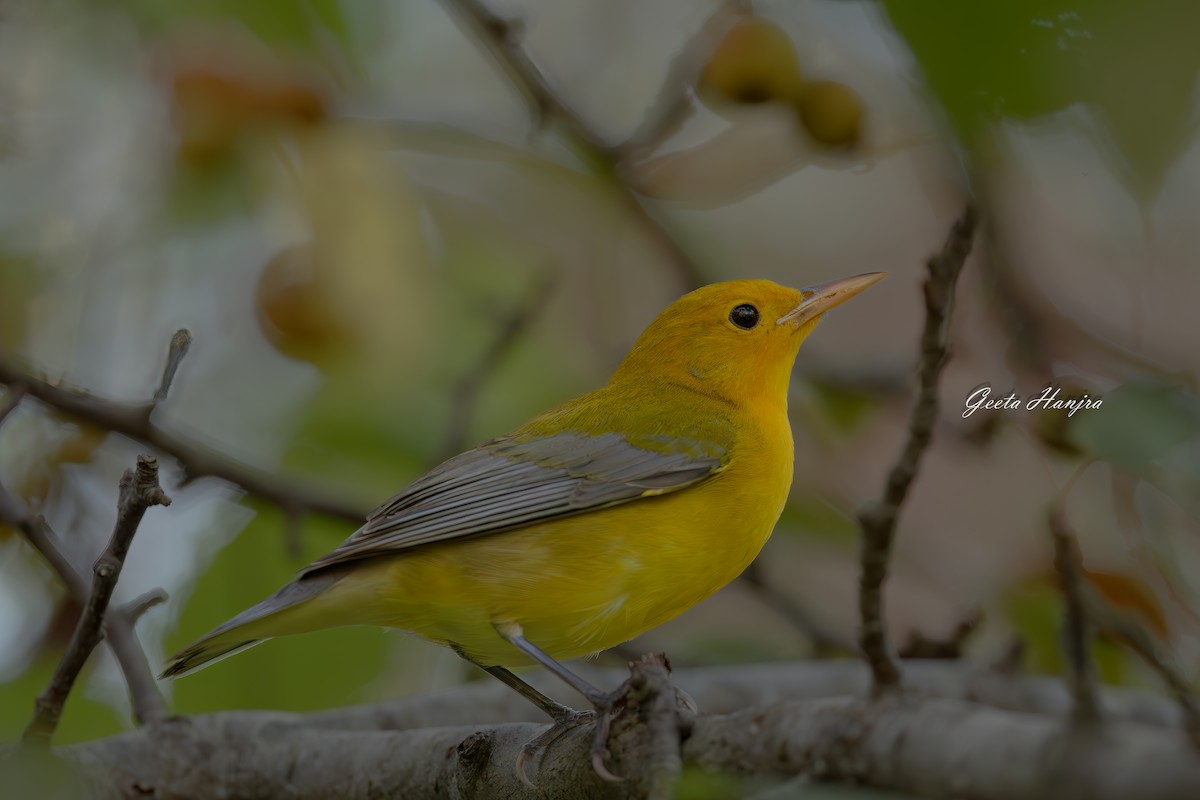 lesňáček zlatý - ML642522436