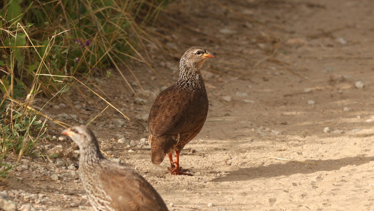 Hildebrandt's Spurfowl - ML642522438