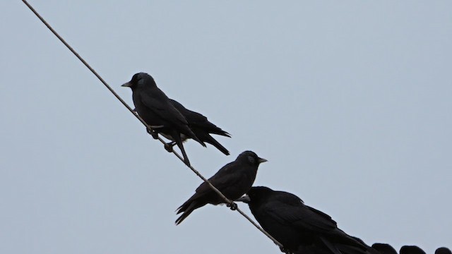Daurian Jackdaw - ML642522449
