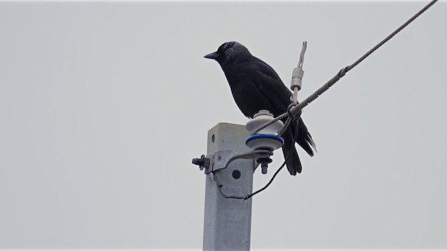 Daurian Jackdaw - ML642522450