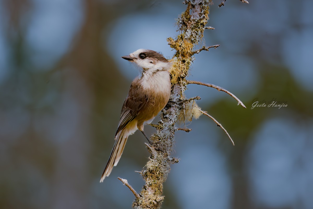 sojka šedá - ML642522456