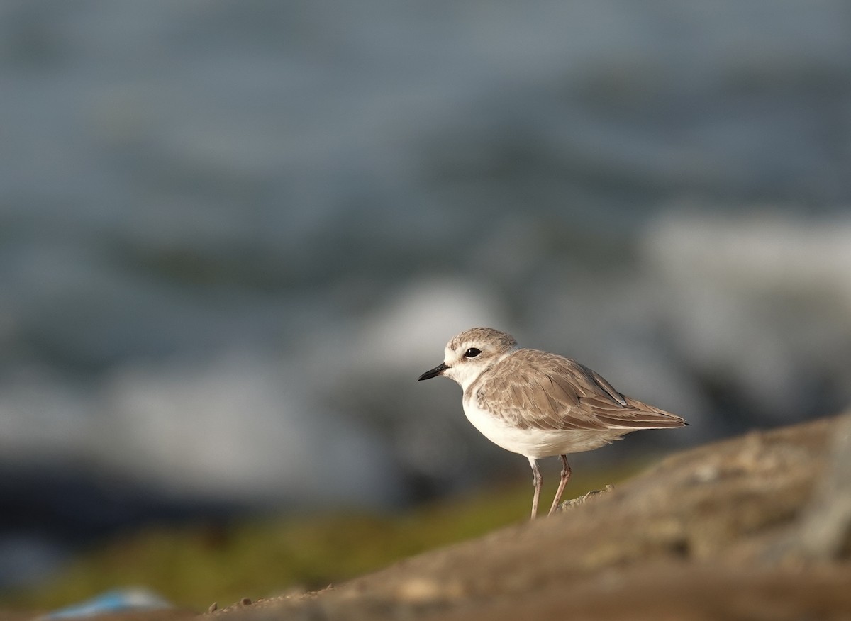 White-faced Plover - ML642522458