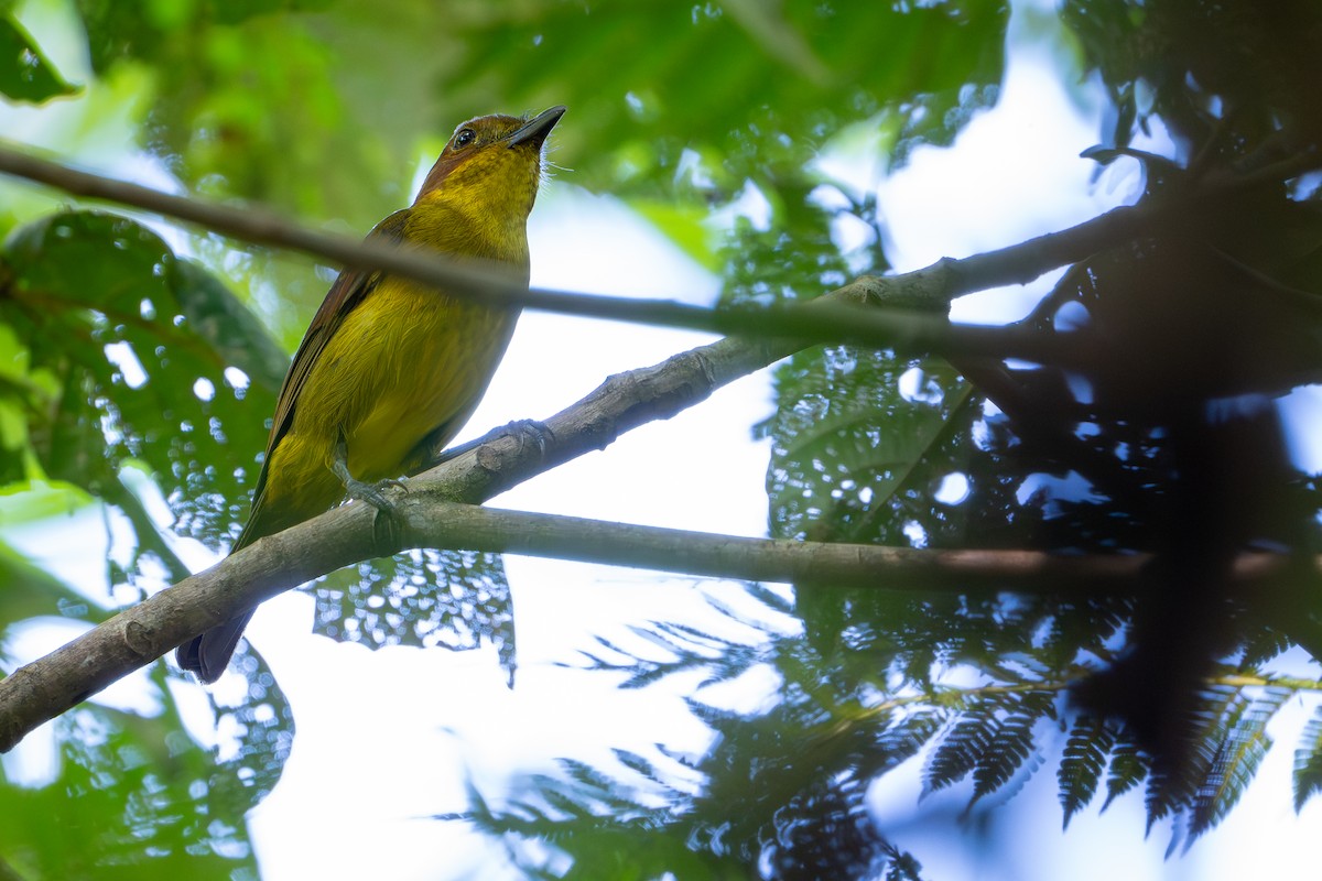 Oriole Whistler - ML642522470