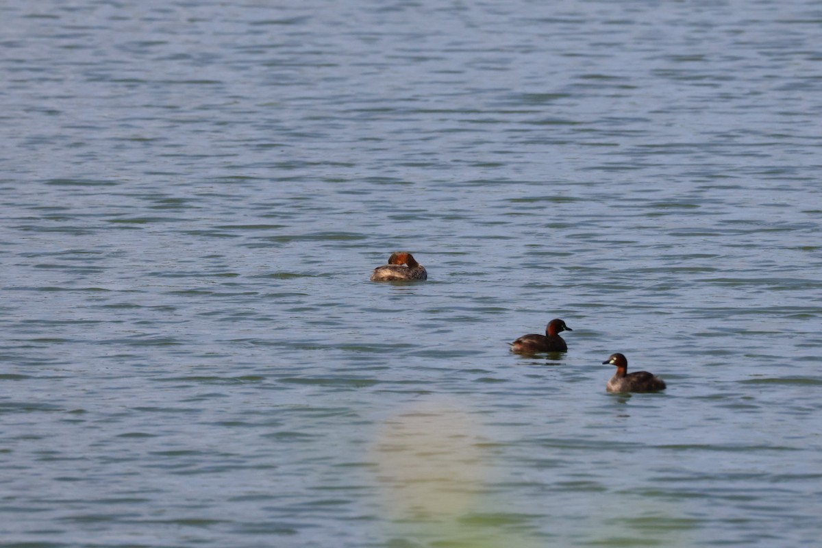 Grèbe castagneux - ML642522475