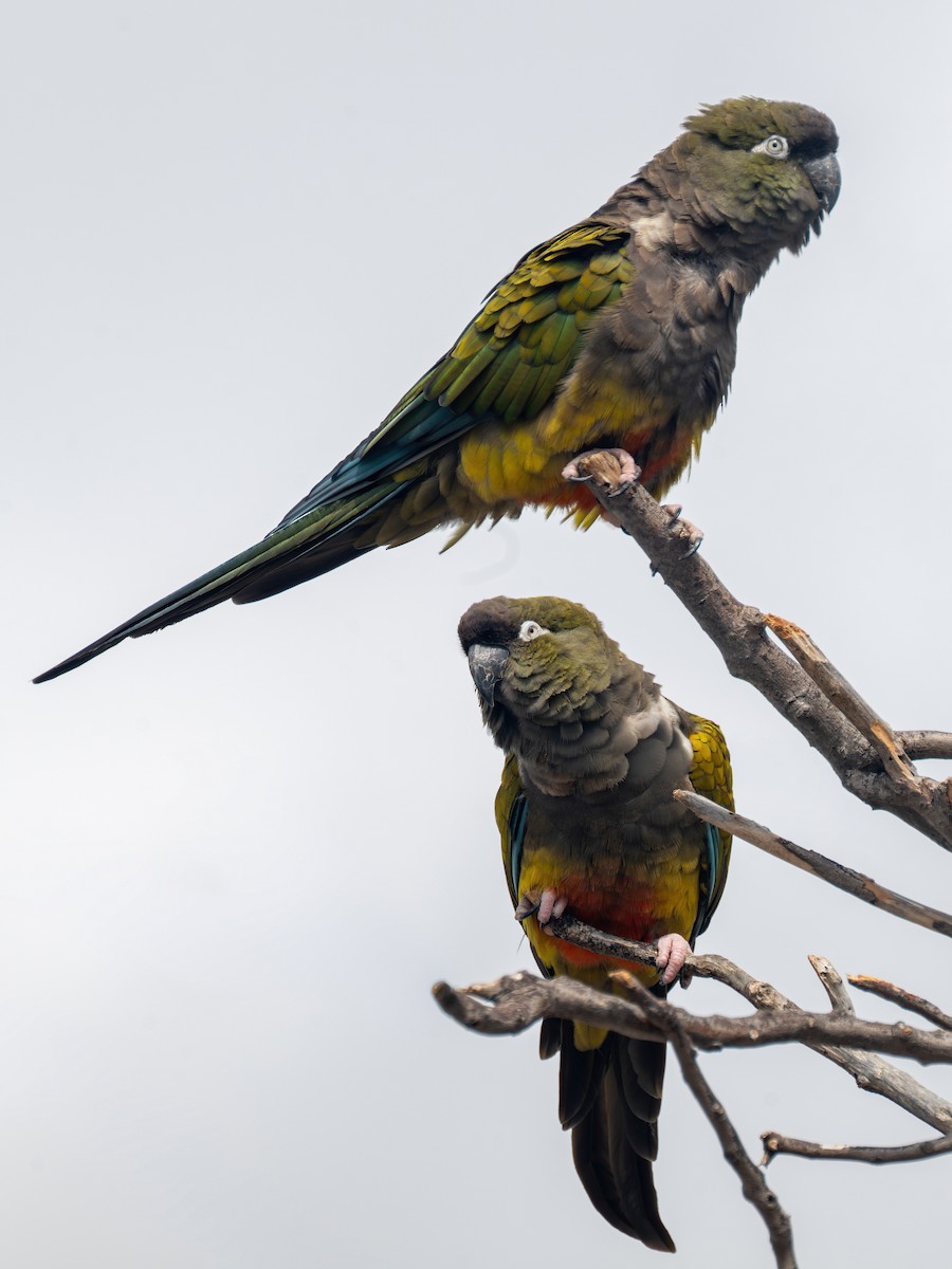 Burrowing Parakeet - ML642522484
