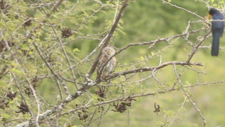 Pearl-spotted Owlet - ML642522489