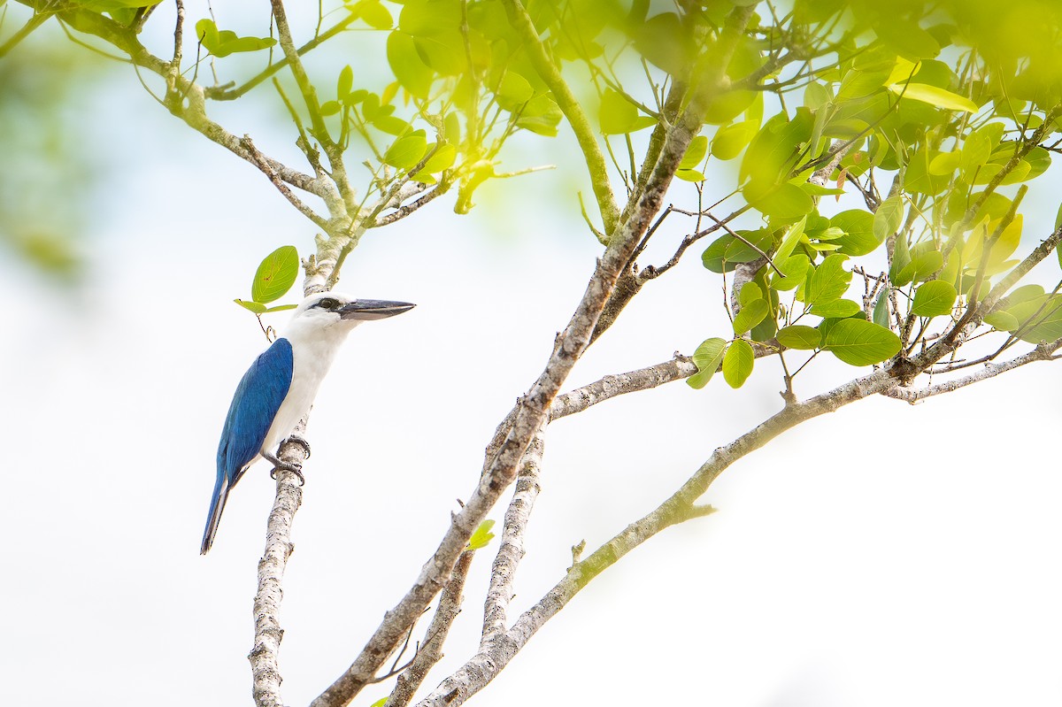 Beach Kingfisher - ML642522493