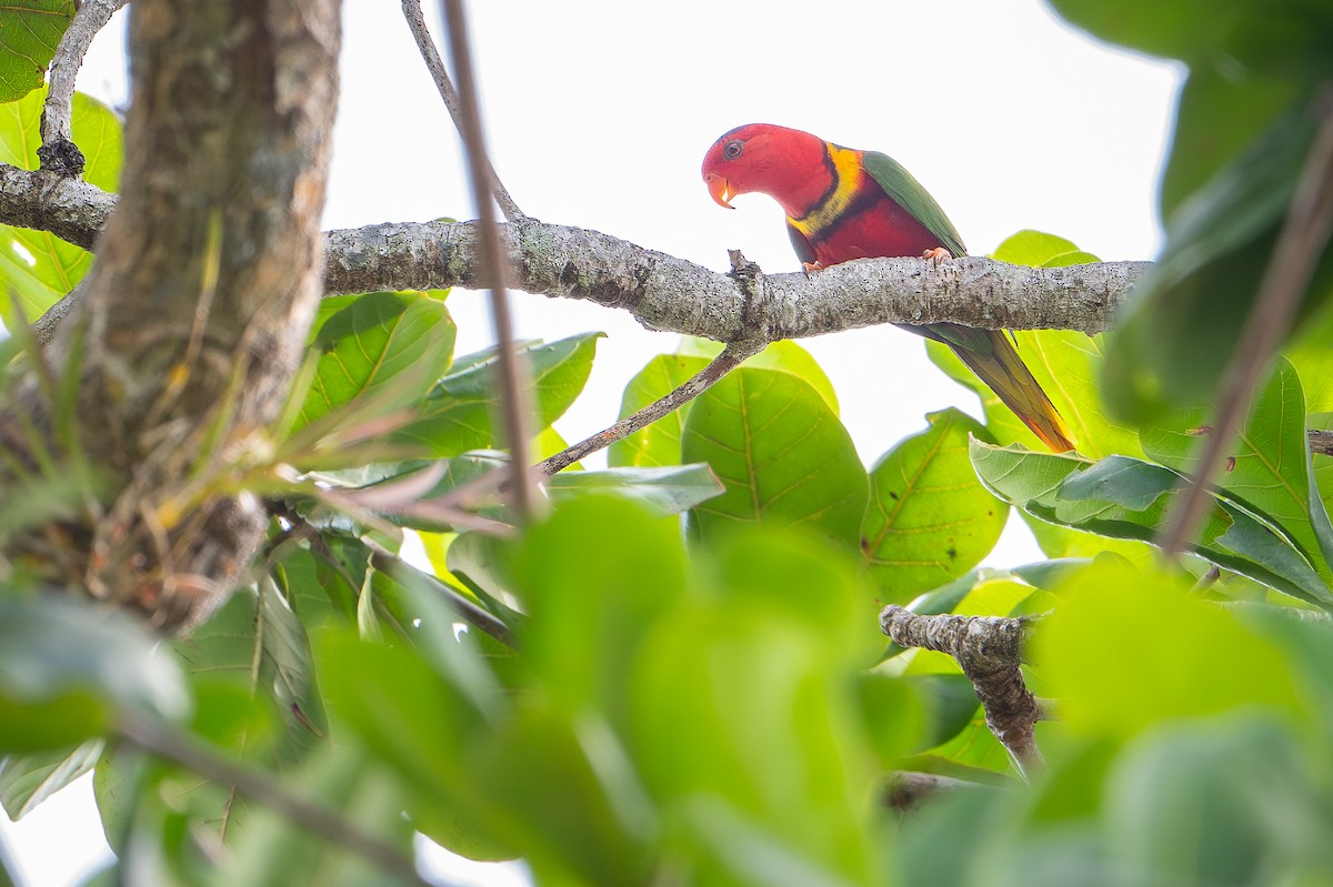 Duchess Lorikeet - ML642522495