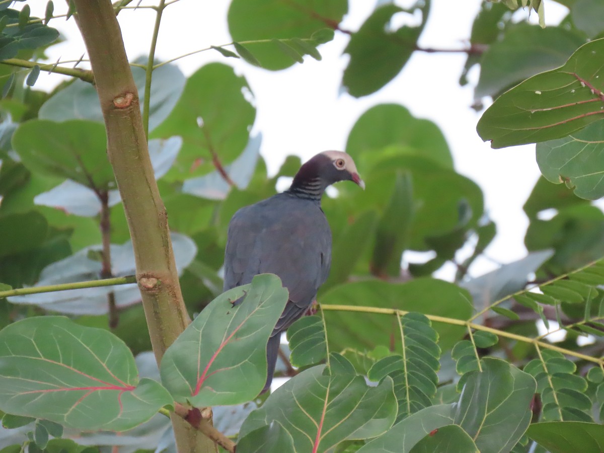 White-crowned Pigeon - ML642522502