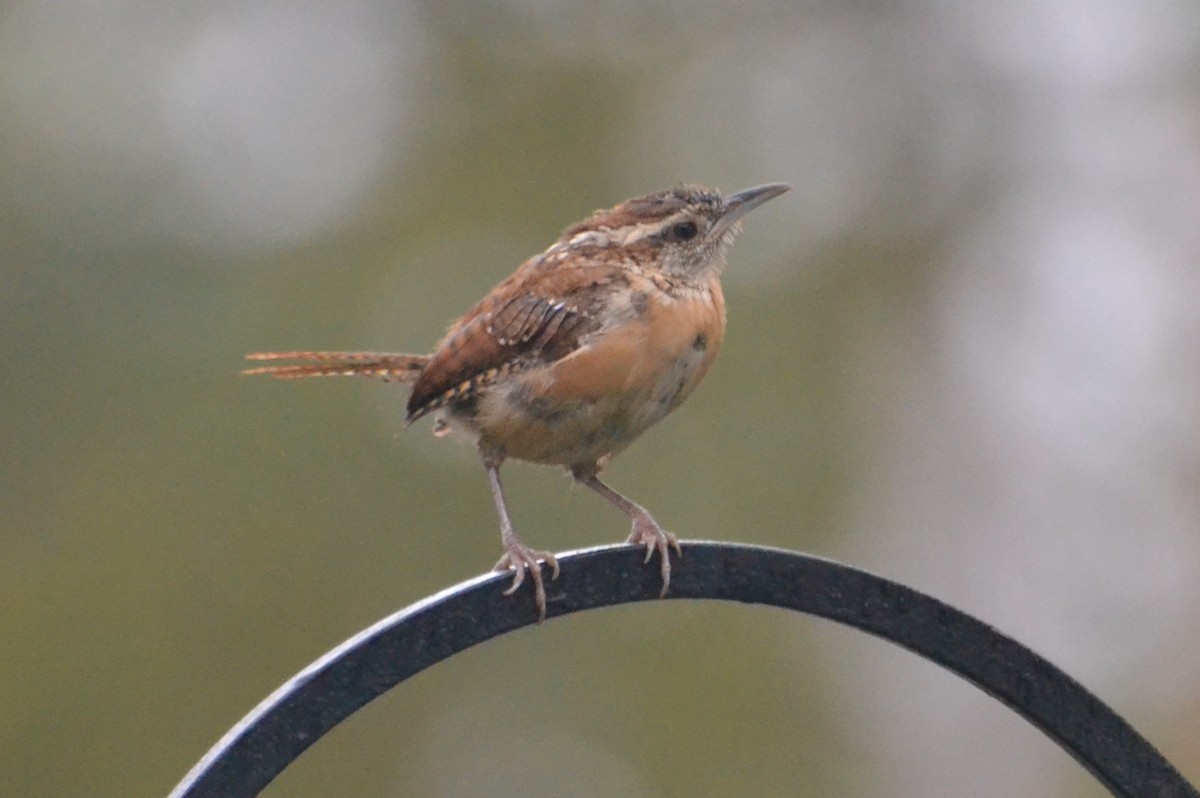 Carolina Wren - ML642522503