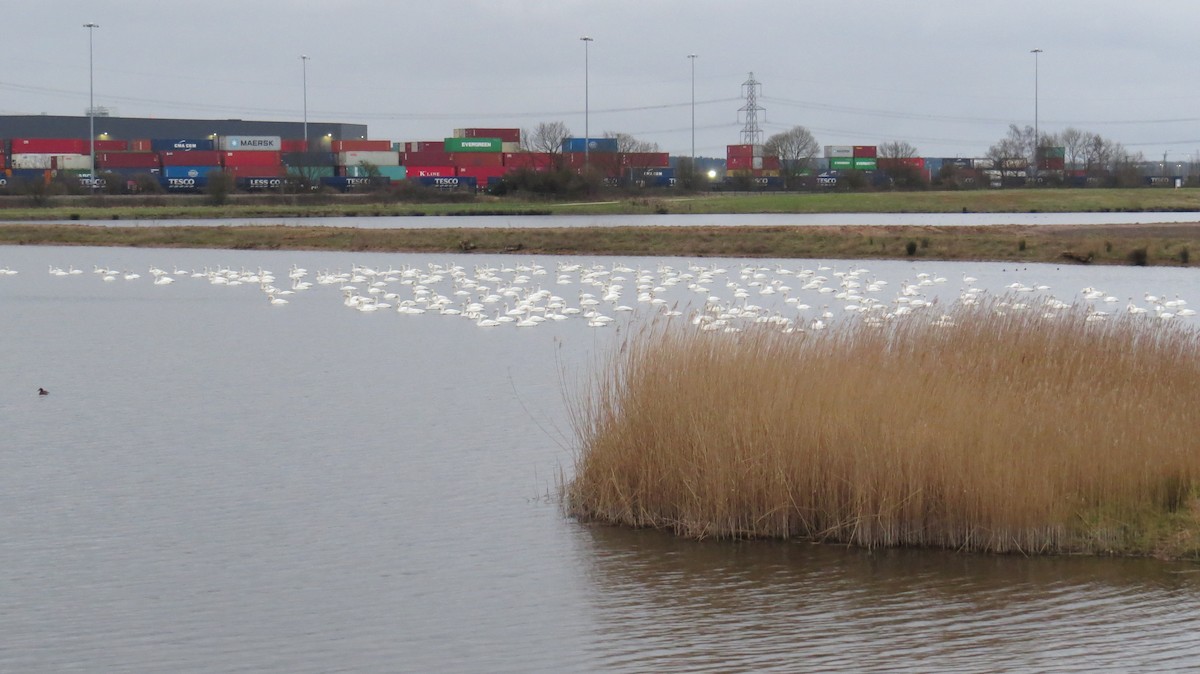 Whooper Swan - ML642522505